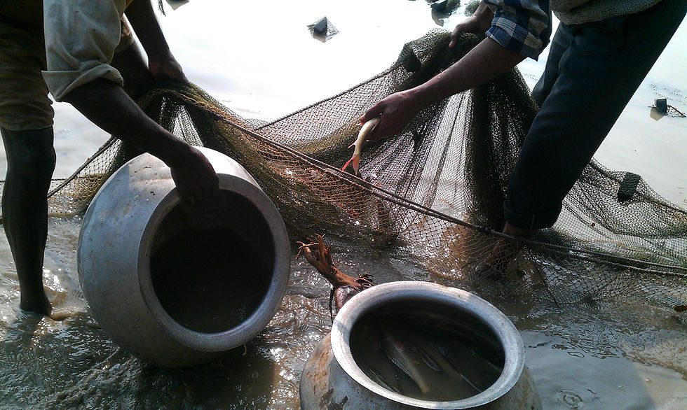 fish in pond in barwala