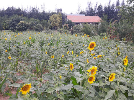 Crops in Permaculture: Sunflower