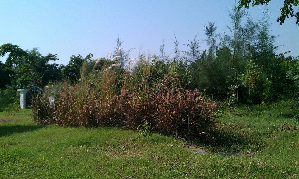 Grey Water Management Using Reed Beds in Permaculture