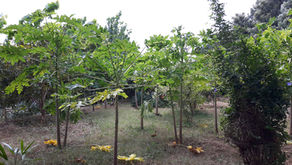 Fruit Trees in Permaculture: Papaya