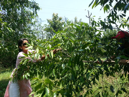 Herbs in Permaculture: Harvesting Bay Leaves