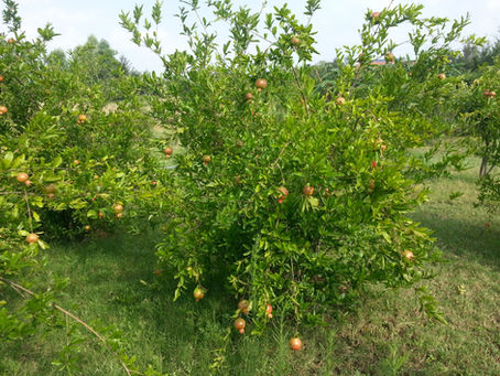 Fruit Trees in Permaculture: Pomegranate Pests