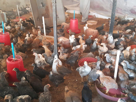 Animals in Permaculture: Kuroiler Hens