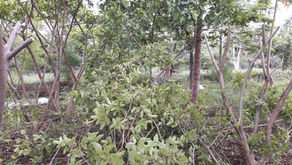 Fruit Trees in Permaculture: Guava