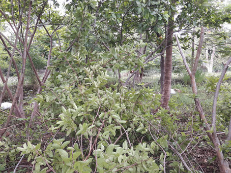 Fruit Trees in Permaculture: Guava