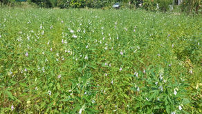 Crops in Permaculture: Sesame