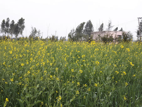 Crops in Permaculture: Mustard