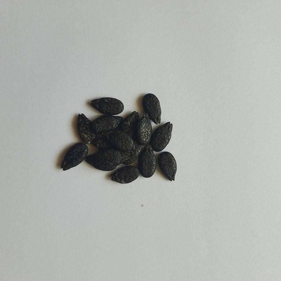 Thumbnail: Ridge Gourd (Turai) seeds