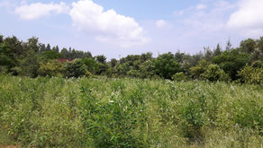 Crops in Permaculture: Arhar Dal | Pigeon Pea