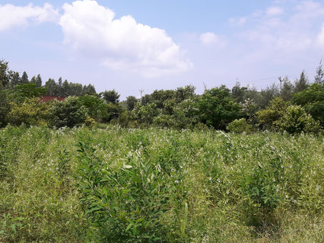 Crops in Permaculture: Arhar Dal | Pigeon Pea