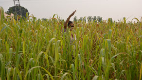 No Till Farming in Permaculture