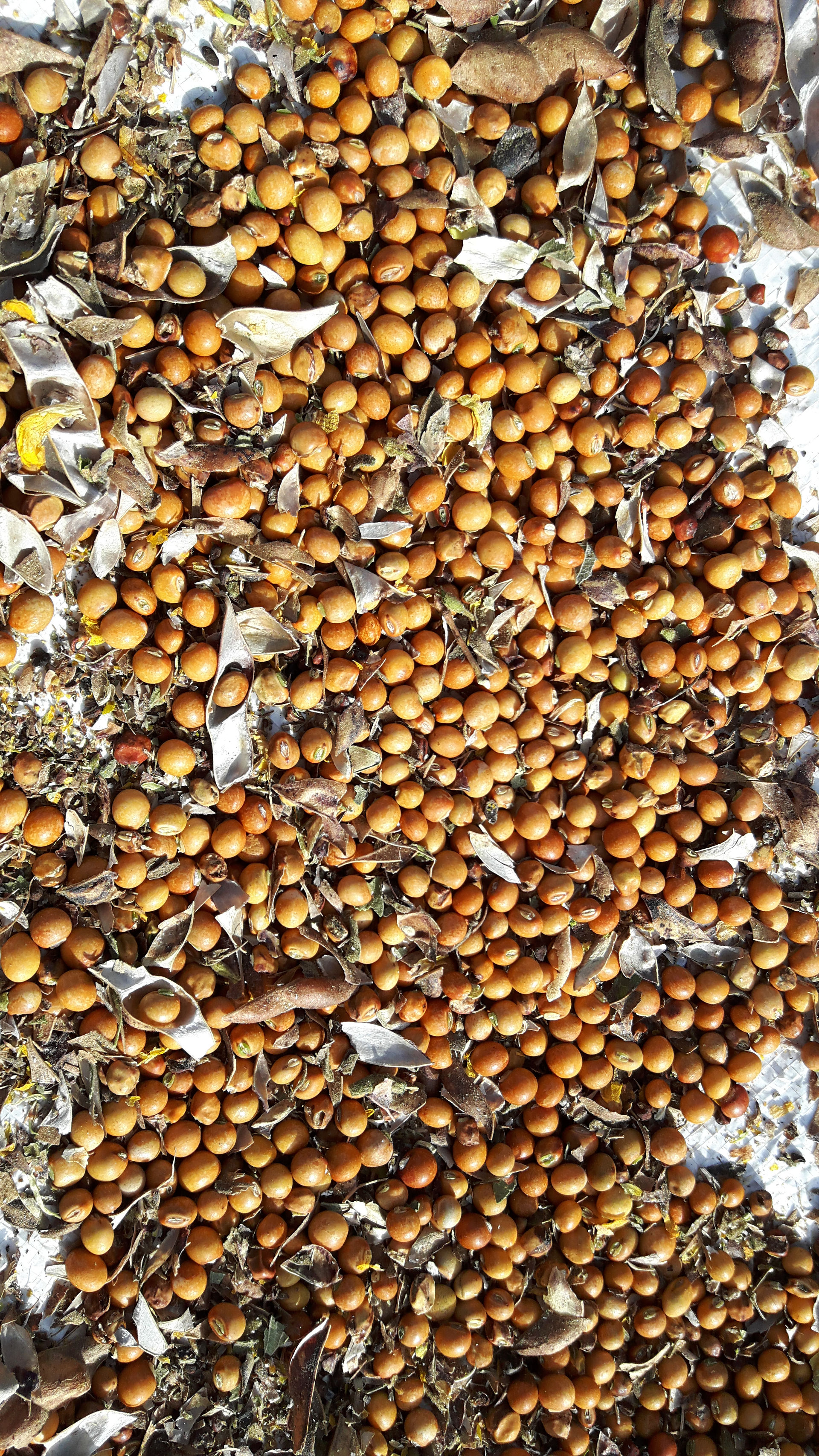 Organic Arhar Dal