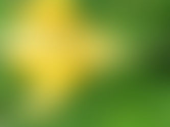 Vegetables in Permaculture: Demystifying the Pumpkin flower!