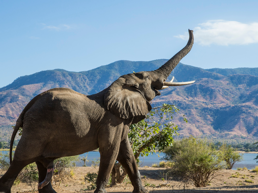 Samantha en de Olifant