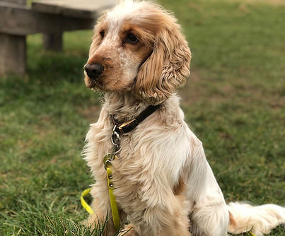 Cocker Spaniel dog sitting in grass