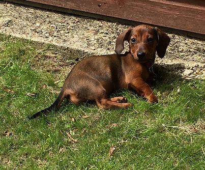 Sausage dog lying on grass
