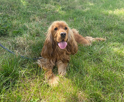 Cocker Spaniel lying in grass panting