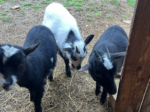 Three Nigerian Dwarf Goats