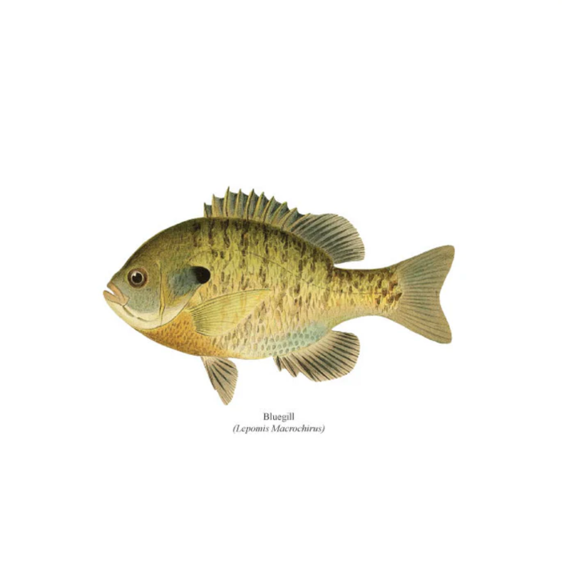 Bluegill (Lepomis Macrochirus)
