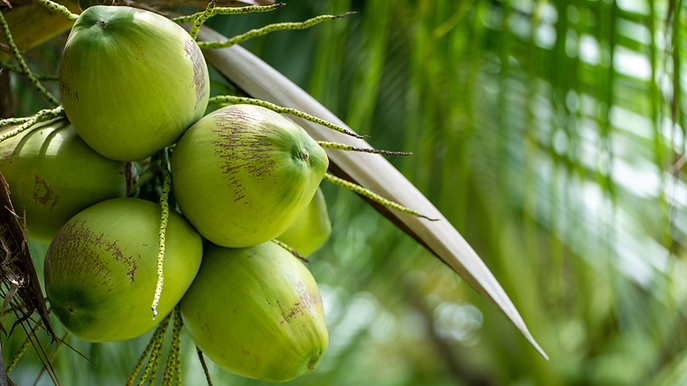 Brite green coconuts still on the tree. png.png