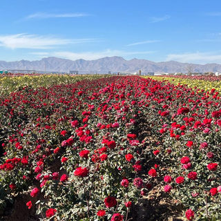 Rose Fields 