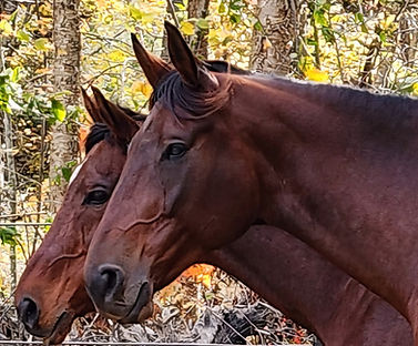 Tag and Patsy head shots 2025.jpg