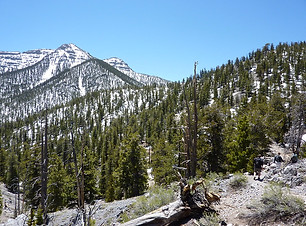 Mt. Charleston Wilderness .jpg
