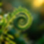 Nature's_Perfect_Spiral-2086743-standard.jpg