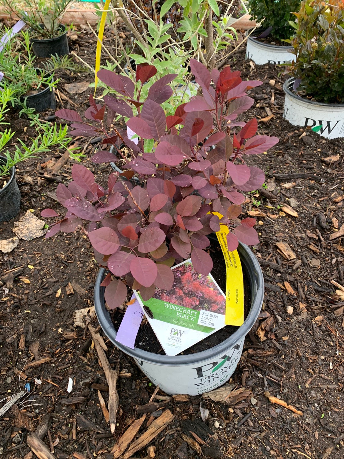 Winecraft Black Smokebush 