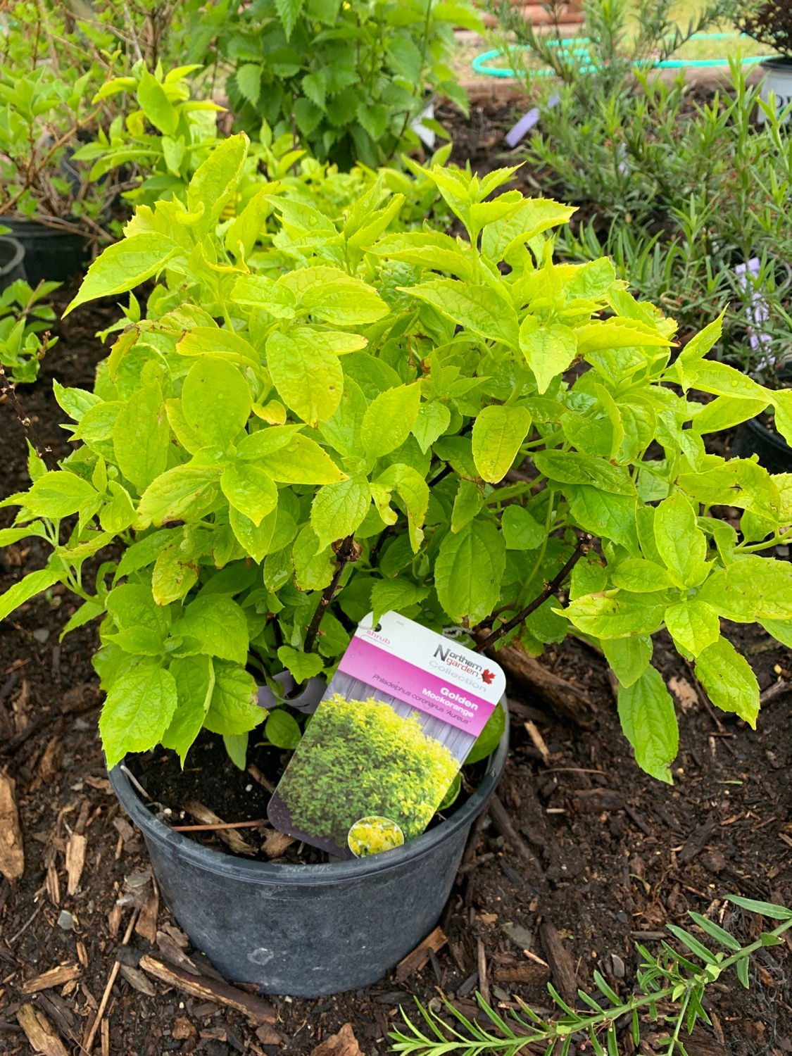 Golden Mockorange