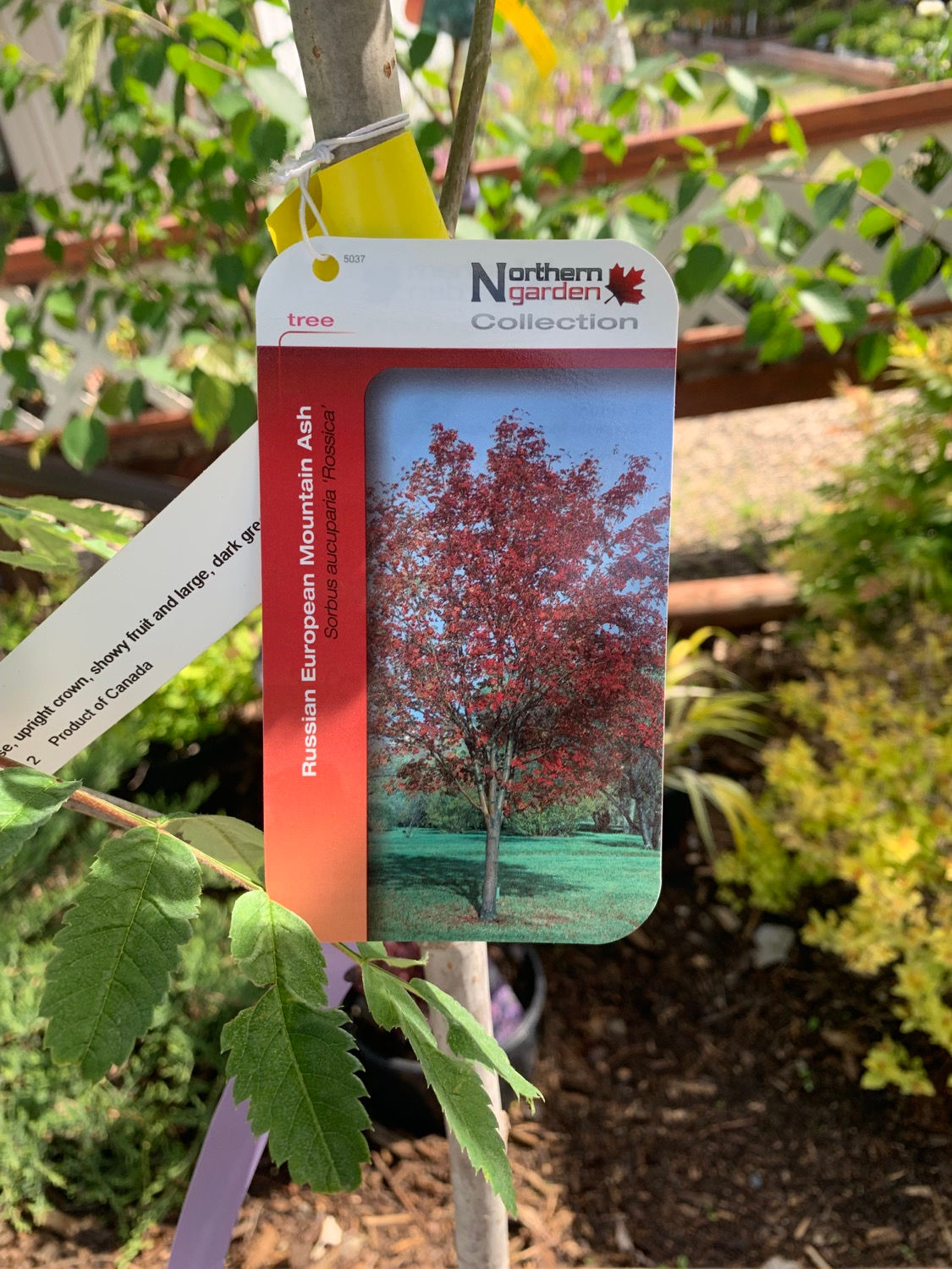 Russian European Mountain Ash