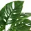 Thumbnail: Monstera Adansonii 'Swiss Cheese'