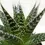 Thumbnail: Succulent Gasteria Durban