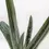 Thumbnail: Succulent Gasteria Little Warty