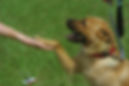Dog shaking woman's hand