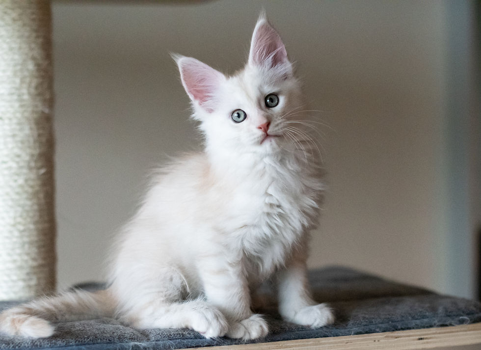 Chaton Maine Coon crème