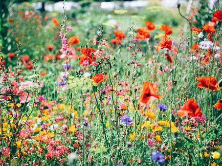 The importance of a yard. How can your yard help lessen the climate catastrophe?