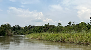 Rodrigue Nguesso parc