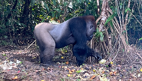 Brazzaville tourisme Rodrigue Nguesso