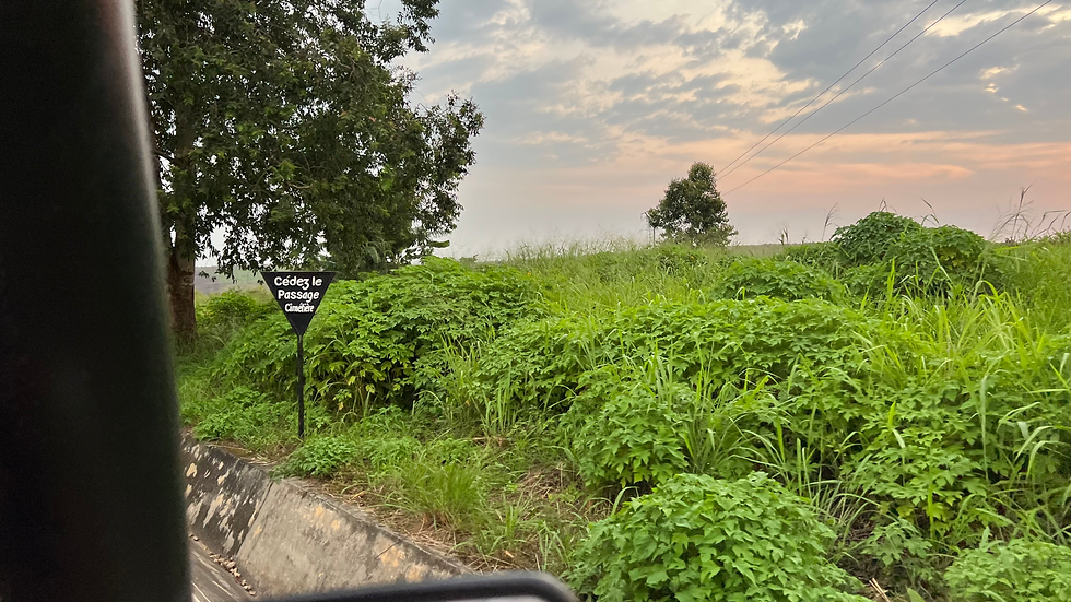 LES PARCS Les parcs naturels du Congo Brazzaville offrent une immersion unique dans la splendeur sauvage de l'Afrique centrale. Ces vastes sanctuaires abritent une incroyable diversité d'espèces animales et végétales, préservées dans leur habitat naturel. Le Parc National d'Odzala-Kokoua est un écosystème préservé où les éléphants, les gorilles des plaines de l'Ouest et une multitude d'autres espèces cohabitent harmonieusement. Les étendues de forêts vierges et les marécages regorgent de vie, offrant aux visiteurs une expérience inoubliable d'observation de la faune. Le Parc National de Nouabalé-Ndoki est une forteresse de biodiversité, abritant des populations de grands singes, des éléphants de forêt et une myriade d'oiseaux et de reptiles. Les efforts de conservation dans ce parc ont permis de protéger des espèces menacées et de préserver des écosystèmes fragiles. Le Parc National Conkouati-Douli est un trésor côtier, où les forêts de mangroves se mêlent aux plages de sable blanc. Les dauphins à bosse et les tortues marines fréquentent les eaux côtières, tandis que les singes et les antilopes parcourent les terres boisées de l'intérieur. Ces parcs naturels, avec leur beauté sauvage et leur importance écologique, témoignent de l'engagement du Congo Brazzaville envers la préservation de son patrimoine naturel et de son héritage culturel. Ils offrent aux visiteurs une rare opportunité de se connecter avec la nature et de découvrir la magie et la diversité de l'Afrique centrale.