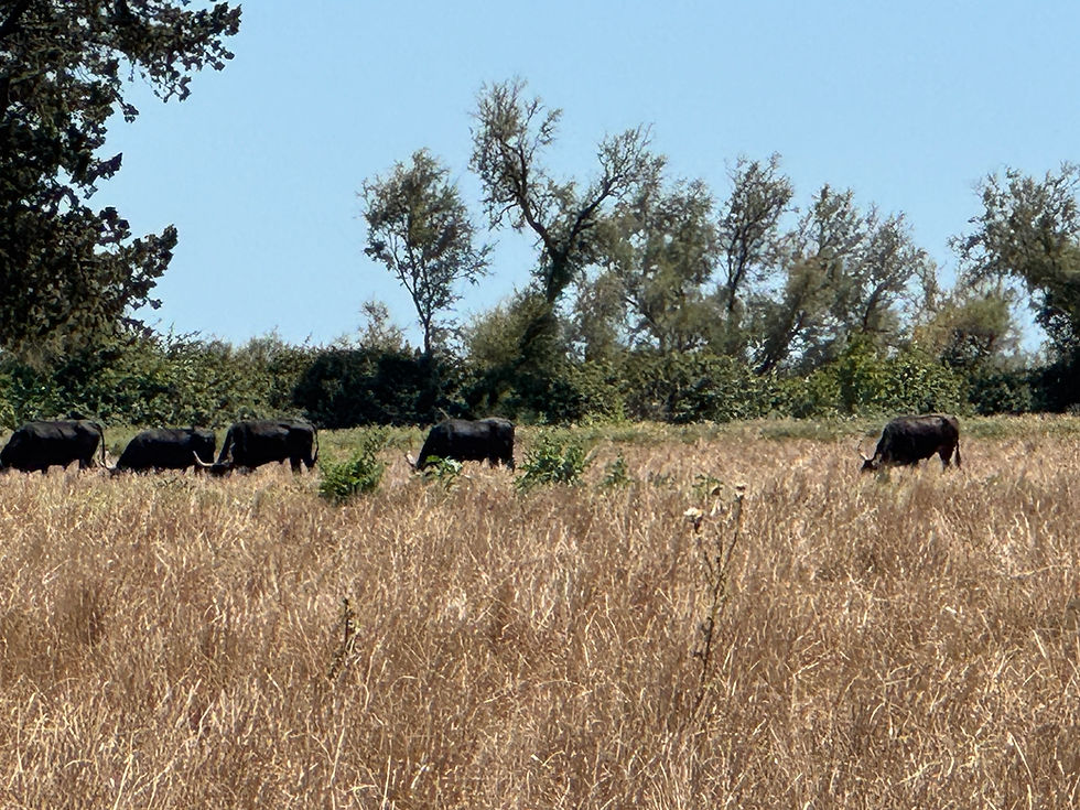 Miniature : RB17NUM : de Causses en Camargue