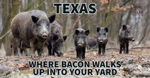 Hogs.jpeg