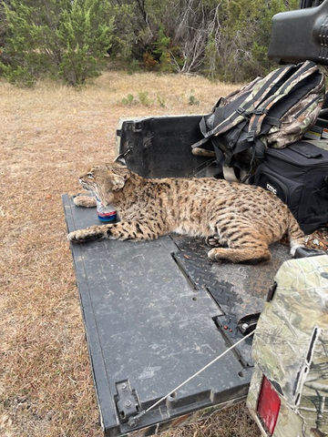 Bobcat.jpeg