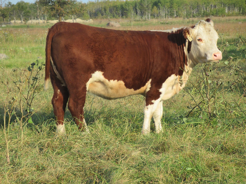A image of McCoy 23D Zena 105F.