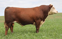 3123 foresight_edited.jpg