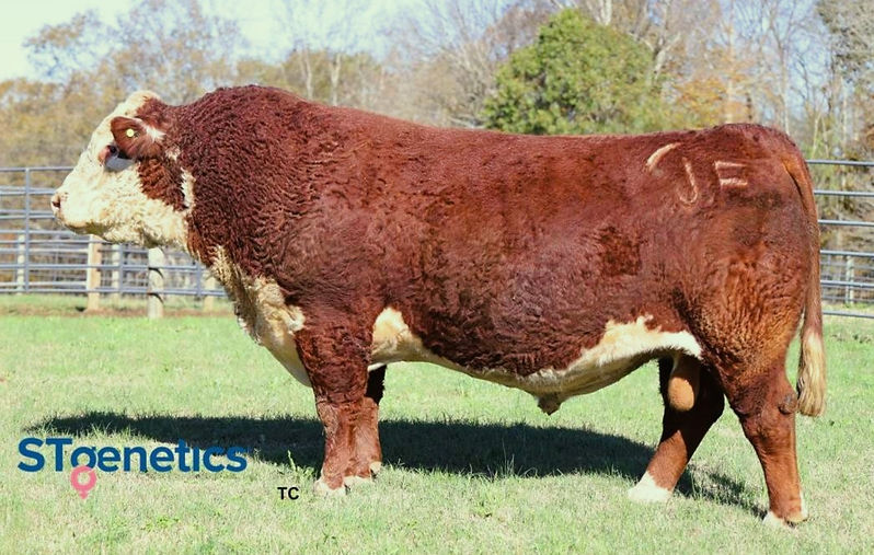 551HP01644Bull Steadfast 3_edited.jpg