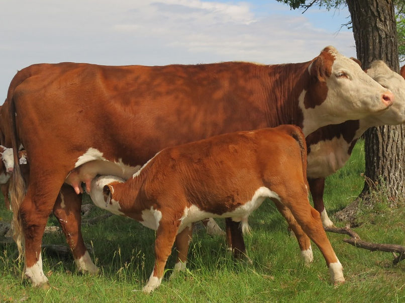 A image of McCoy 23D Melissa 102F. A perfect photo of a cow and calf.