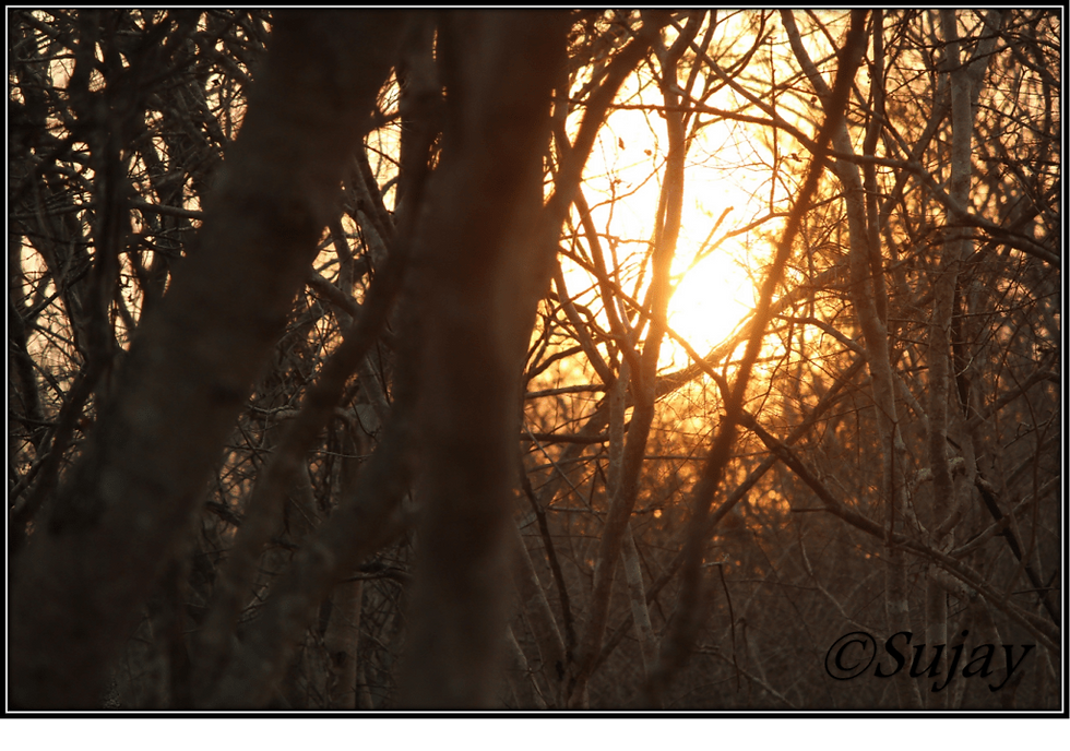 Sunset in the forest