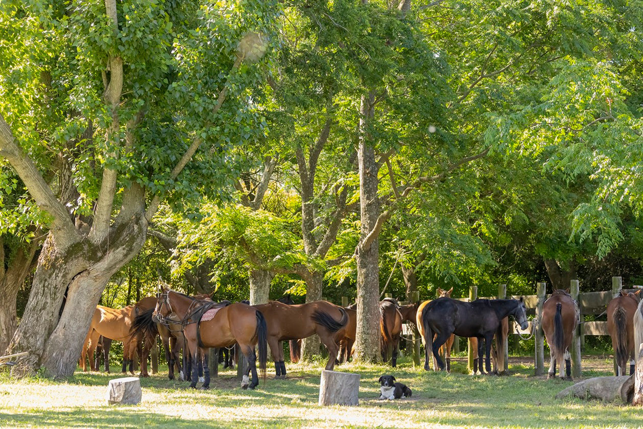 Polo ponies in Argentina