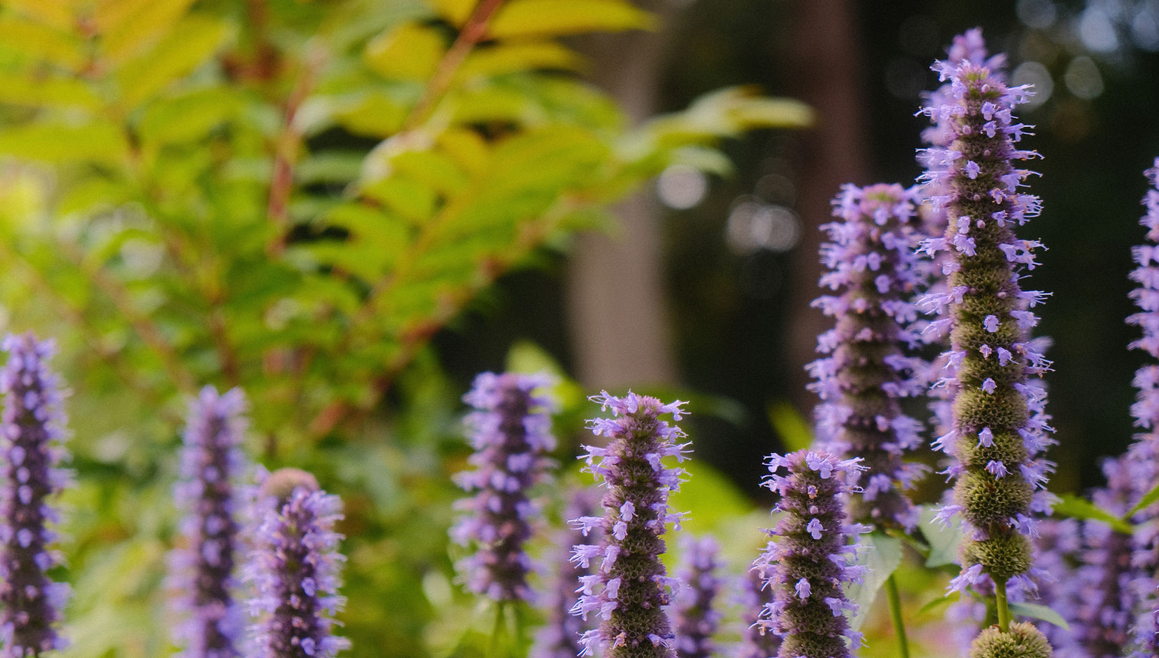 prairie style garden design